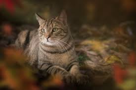 Lanhua Cat Picture 18