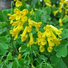 Get our latest news and special sales. Bol Com 6 X Corydalis Lutea Gele Helmbloem Pot 9x9cm