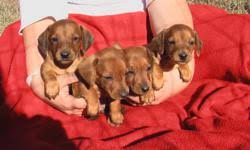 Dachshund puppies adults available expected litters. Akc Miniature Dachshunds Price 250 For Sale In Vilonia Arkansas Arkads Us