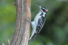 The arizona types of woodpeckers and strickland types of woodpeckers look the same. Woodpeckers Of Long Island Quogue Wildlife Refuge