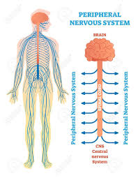 Check spelling or type a new query. 7 Nervous System Ideas Nervous System Body Systems Nervous