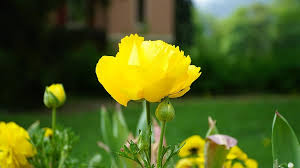 Target.com has been visited by 1m+ users in the past month Flower Yellow Yellow Flower Close Up Garden Plant Summer Isolated Summer Flowers Switzerland Avants Pikist
