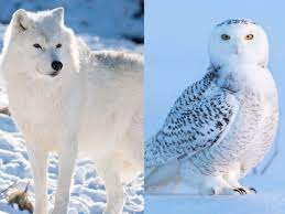 Things You Never Knew About 15 Animals Who Live In The Arctic