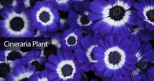 We did not find results for: Hardy Annuals Colorful Flowers For The Garden All Summer