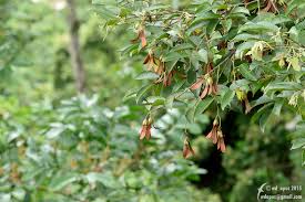 Image result for Dipterocarpaceae