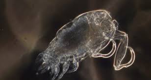 Image result for Pouzolzia parasitica