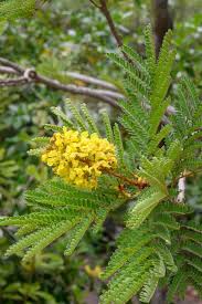 Image result for Peltophorum africanum