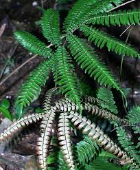Image result for Adiantum