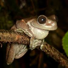 Image result for Hyloscirtus criptico