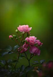 Find out the name of the flower you're shooting. Hope Of A New Dawn Beautiful Flowers Wallpapers Most Beautiful Flowers Beautiful Rose Flowers