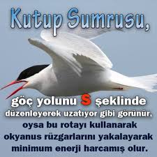 Https Twitter Com Harika Bilim Okyanus Bilgi Twitter