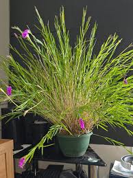 Image result for Solenangis conica