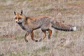 Animals are a major feature of owo bot. Vulpes Vulpes Wikipedia La Enciclopedia Libre