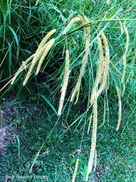 Image result for Setaria incrassata