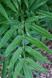 Image result for Coniogramme