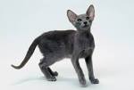 Oriental Shorthair Cat Introduction 101 - Hypoallergenic Cats