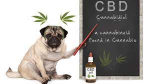 The more severe your dog's condition (for instance, arthritis pain), the higher on that scale you should dose. Cbd For Dogs Benefits Side Effects How Much Cbd To Give Your Dog Youtube