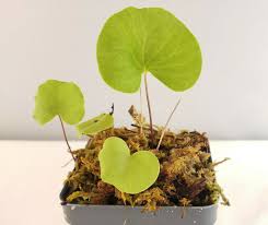 Image result for Utricularia tortilis