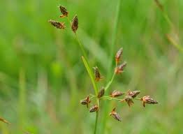 Image result for Fimbristylis dichotoma