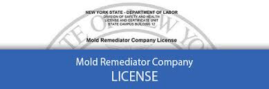 Interior and exterior paints or primers containing antimicrobial properties can help keep mold under control. Mold In Basement What To Do When Top Experts For Nyc