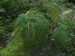 Image result for Asplenium rutifolium
