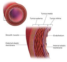 Blood vessels are flexible tubes that carry blood, associated oxygen, nutrients, water, and hormones throughout the body. Blood Vessel Structure And Function Boundless Anatomy And Physiology