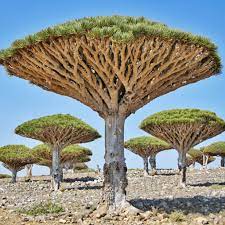 8 dragon tree seeds (dracaena draco, dragon's blood). Pin On Trees