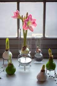 Gardenista Giveaway Waxed Amaryllis Bulbs For The Holidays Gardenista Amaryllis Bulbs Bulb Flowers Amaryllis
