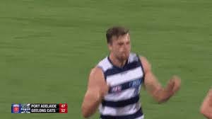 On this page you will find the most loved cat gif animations. High Five Geelong Cats Gif