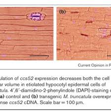 We did not find results for: Pdf Plant Cell Size Control Growing By Ploidy