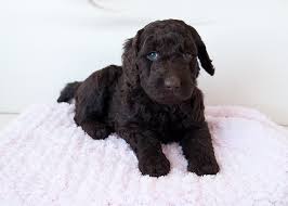 Ct goldendoodles has sold and sales puppies accrose the united states. Valley View Doodles Of New York Labradoodle And Goldendoodle Puppies Labradoodle Breeder In Ny Goldendoodle Breeder In Ny Goldendoodle Puppies Goldendoodles Goldendoodles Upstate Ny Labradoodle Puppies