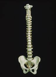 Bones articulate to form structures. Spine And Pelvis Of Human Skeleton Photograph By James Stevenson Science Photo Library