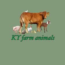 Just sharing my pup and my bull having some lazy play ♥️Merry Christmas 🎄