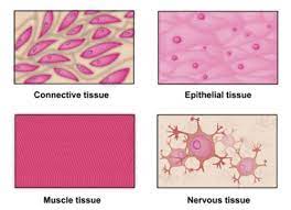 epithelial tissues chapter 4 flashcards quizlet tinycard duolingo