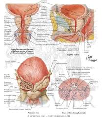 Image result for Seminal Vesicle