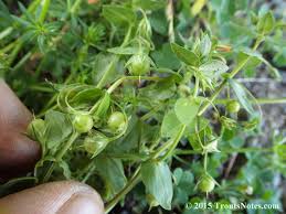 Image result for Anagallis barbata