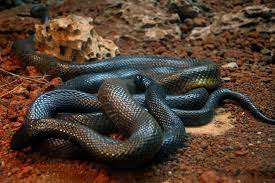 Black Mamba Dendroaspis Polylepis Black Mamba Snake Poisonous Snakes