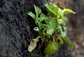 Image result for Stemodiopsis rivae