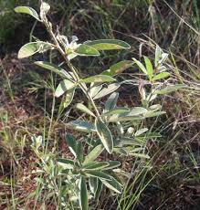 Image result for Eriosema psoraleoides