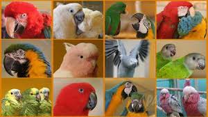 Trotz ihrer besseren eigenschaften sind die größeren kakadus schwer als haustiere zu halten. Papageien Im Verkauf Papageienpark Parrot Park Heike Mundt