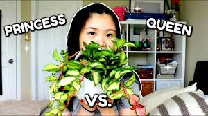 We did not find results for: Hoya Carnosa Krimson Princess Vs Queen Plant Care Comparison Youtube