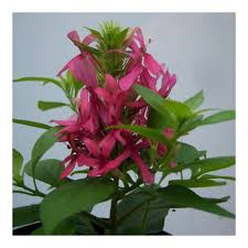 Image result for x Ruttyruspolia 'Phyllis van Heerden'