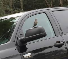 If you find the article helpful, do not just keep it. Mockingbird Controlling Walter Reeves The Georgia Gardener