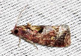 Image result for Lettowianthus stellatus