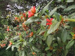 Image result for Burchellia