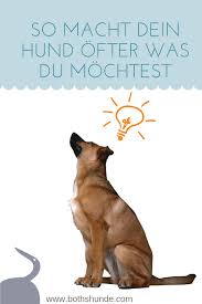 So Lernt Dein Hund Was Du Mochtest Hunde Hundchen Training Hundetraining