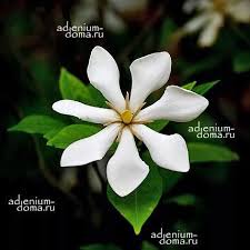Image result for Gardenia cornuta