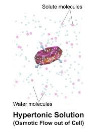 Sel hewan yang berada di lingkungan hipertonik. Plasmolisis Wikiwand