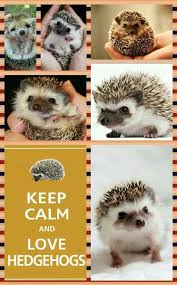 Pin By Sarah Turpin On Animals That I Love Hedgehog Pet Cute Hedgehog Cute Little Animals