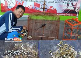 Beragam jenis pakan burung lovebird baik itu untuk pengacor, lomba atau untuk kepentingan ternak semua ada disini. Cara Mudah Cepat Menguji Kualitas Pakan Lihat Kotorannya Hingga Perilaku Burung Burungnews